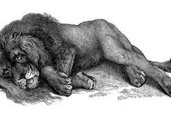 La Fontaine masalı oku: Kocamış aslan