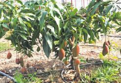 Mangonun tanesi bahçede 40 lira