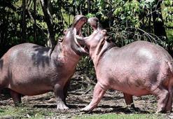 Suaygırlarının yabancı hemcinsleri yaklaşınca dışkı püskürttüğü keşfedildi