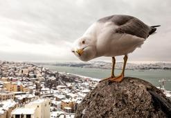 17 martı türü var, 13'ü İstanbul'da! Bir tanesi var ki saldırıyor