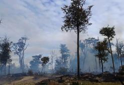 Şili'de orman yangını! Bin 235 hektarlık alan kül oldu