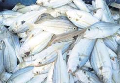 Pijamalı gargur barbunu bitiriyor! 50 yıl sonra...