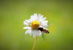 Cemre düştü mü? Cemre nereye, ne zaman düşer?