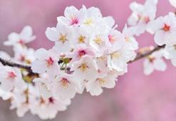 Cemre düştü mü? 2022 İlk cemre ne zaman ve nereye düşecek?