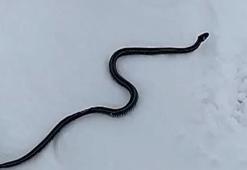 Prof. Dr. Yıldız: Yılanların kış uyku düzeni bozuldu