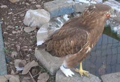 Şırnak'ta yaralı kızıl şahine 'protez' ayak takıldı