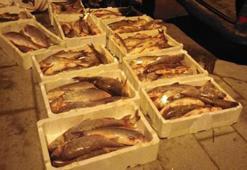 Terkos Gölü'nde kaçak avlanan 400 kg Akbalığa el konuldu