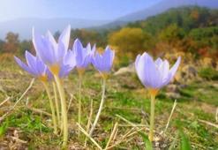 Cemre düştü mü? İlk cemre ne zaman, nereye düşecek? İşte, 1,2,3. cemre tarihleri...