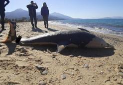 Ölü yunus ile deniz kaplumbağası sahile vurdu