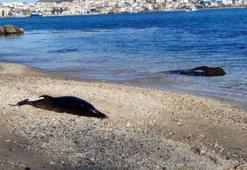 Sinop’ta ölü yunus sahile vurdu