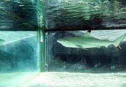 Gece kulübündeki köpek balığı, yeni yaşam alanına nakledildi