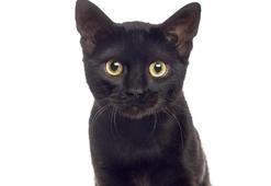 Gizemin rengi SİYAH