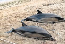 Yunus ölümleri endişe veriyor