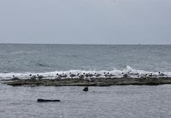Tekirdağ'da deniz çekildi, 'kral yolu' ortaya çıktı