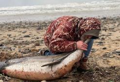 İstanbul'da korkutan görüntü! 24 ölü yunus balığı kıyıya vurdu