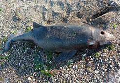 1 hafta arayla korkutan olay! Ekiplere haber verildi