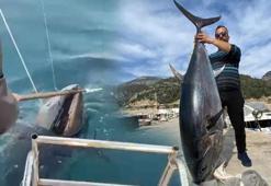 Oltanın ucunda 100 kilogramlık orkinos takıldı! Amatör balıkçılar şaşkına döndü