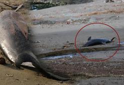 Sürmene sahiline 2 ölü yunus daha vurdu!