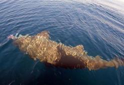 Saros Körfezi'nde yarım tonluk köpek balığı yakaladılar