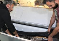 Oltayla tutulan dev orkinosu, evin buzdolabına güçlükle sığdırdılar