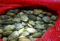 Yunanistan’a götürülmek istenen 1 ton kaçak midye ele geçirildi