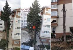 Avcılar'da yıkım sırasında ağaç kesimine tepki