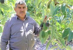 Tanesi 10 TL olan tropikal meyve için on binlerce liralık güvenlik önlemleri alınıyor