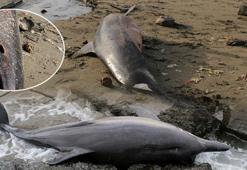 Karadeniz’de 3 ayda 33 ölü yunus karaya vurdu
