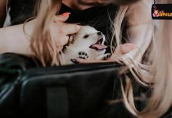 Pomeranian Boo özellikleri ve bakımı