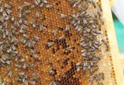 Anzer Balı’na yurt dışından talep olsa da öncelik yerli ve hastaların