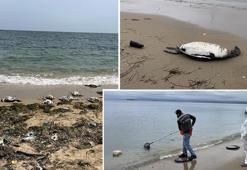 Sinop sahilinde yine kara gerdanlı dalgıç ölümleri
