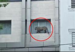 İşlek caddede büyük panik! Leopar ortalığı birbirine kattı