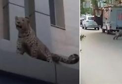 İşlek caddede büyük panik! Leopar ortalığı birbirine kattı
