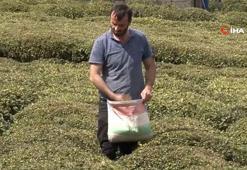 Doğu Karadeniz’i çay telaşı sardı, üreticiler son hazırlıklarını yapıyor