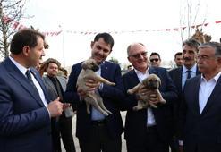 Bakan Kurum’a Sivas’ta ok seti ve Kangal yavrusu hediye edildi