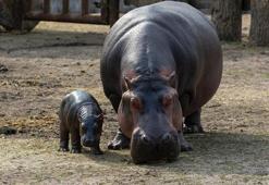 Siyah kadına ateş eden çiftçiden skandal açıklama: 'Su aygırı sandım'