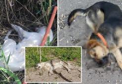 Dikili'de 5 köpeği zehirli sosisle öldürdüler