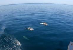 Gökçeada açıklarında kılıç balığı avı renkli görüntülere sahne oldu