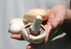 'Zehirli mantarı ayırt etmek zor, uzak durulmalı'