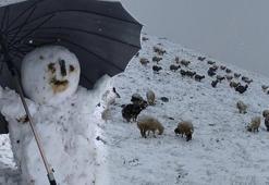 Mayıs ayında kar fırtınası! 500 küçükbaşıyla mahsur kaldı