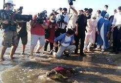 Uydu takip cihazlı 9 deniz kaplumbağasının sinyali kesildi