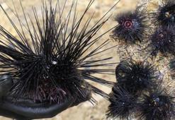 Akdeniz'de dikenli zehirli istilacı deniz kestanesi tehlikesi