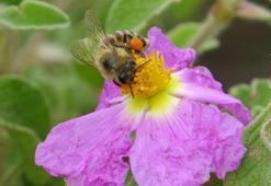 Kilosu 400 TL, milyonlarca arı 100 gramını bir günde topluyor