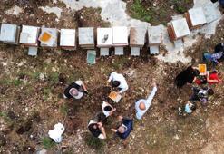 Kilosu 400 TL, milyonlarca arı 100 gramını bir günde topluyor