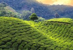 Hindistan'daki çay işçileri neden mantar zehirlenmesi sonucu ölüyor?