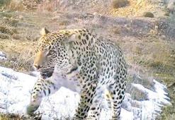 ‘Bulunduğu bölgeler özel korunmalı’