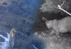 Nesli tükendi sanılan Anadolu parsı Türkiye’de görüntülendi