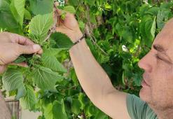 Tam bin yaşında... Şifa bulmak isteyen meyvesine yoğun talep gösteriyor