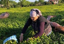 ÇAYKUR, üreticiden çay almaya devam ediyor