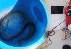 Yatak odasında yılan paniği! Telefona sarıldılar